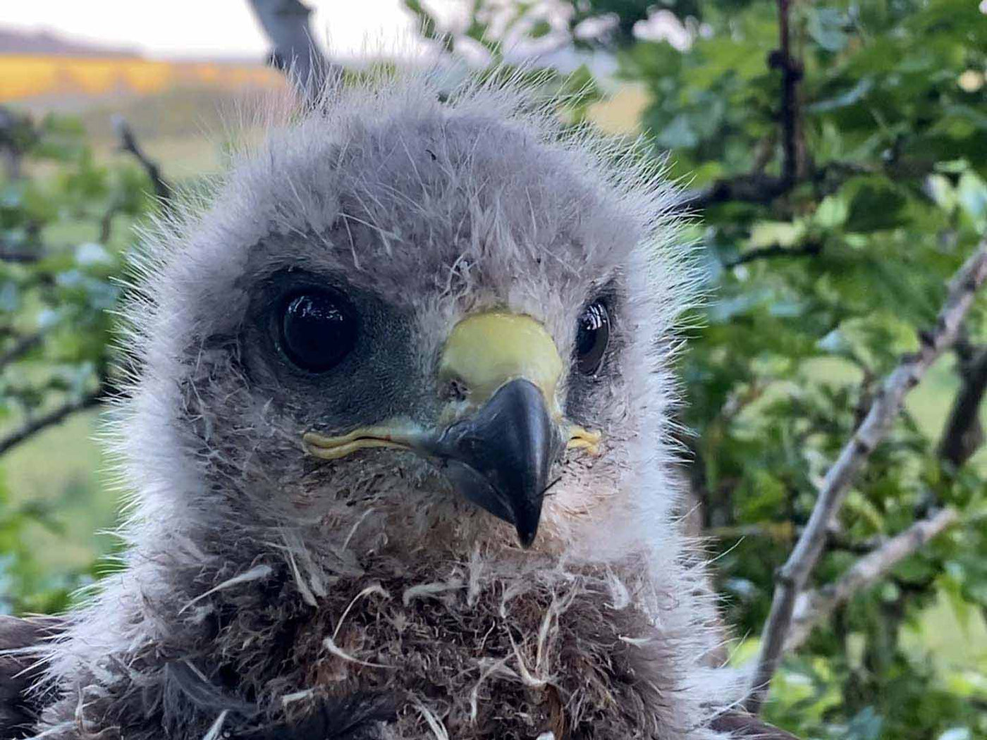 Hawk chicks grow tougher each day (European common buzzard)