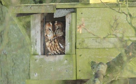 tawny owl in the entrance of a nest box