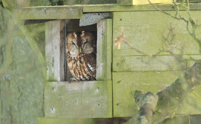 How to build a nest box for a tawny owl