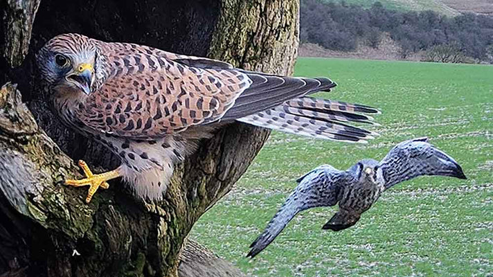 Film | Widowed kestrel's search for new mate | Jenny