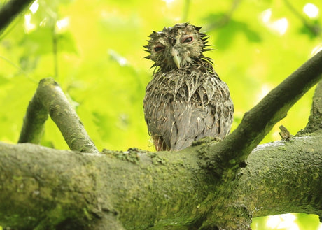 Too Wet To Woo! What to do if you find an owl chick