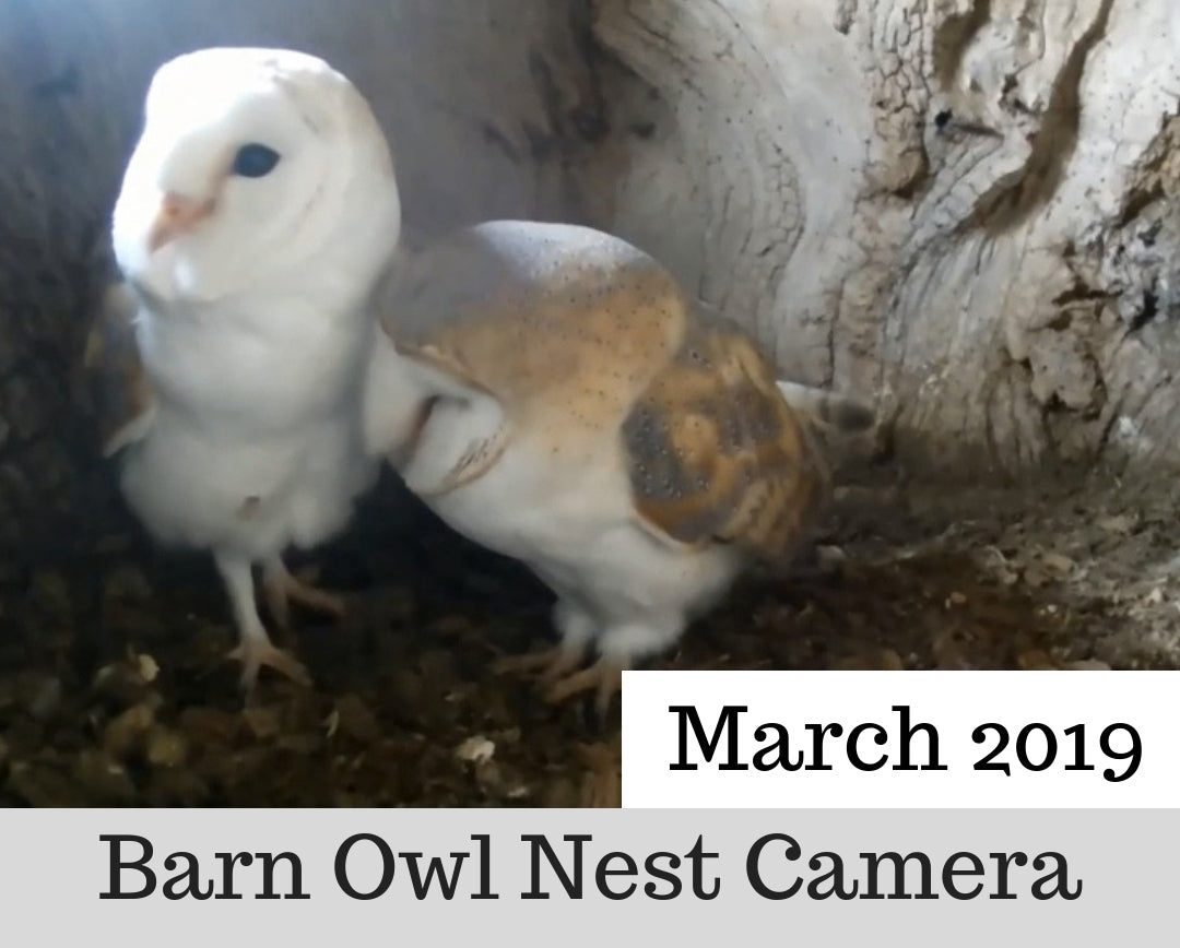 Barn Owl Nest Camera | Courtship & Defending The Nest