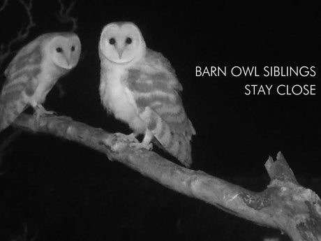 Film | Sibling barn owls stay close