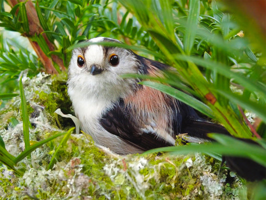 Film | Long-tailed tits work as a team to build their nest | Discover wildlife