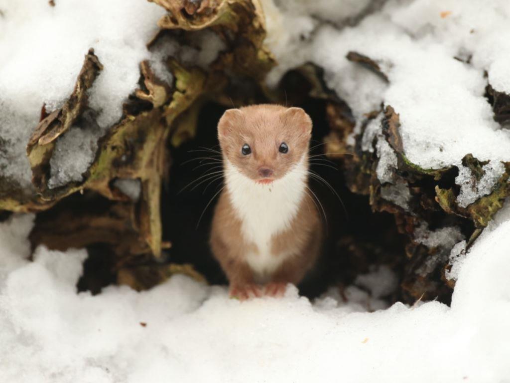 Animals in snow | A wild winter wonderland in Yorkshire