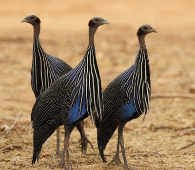 Samburu Bird Life