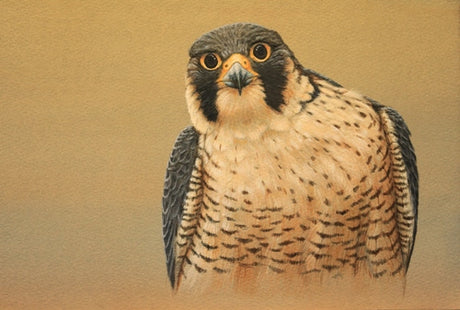 Peregrine Action