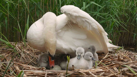 Film | Swan reveals 7 tiny cygnets | 4K | Discover wildlife