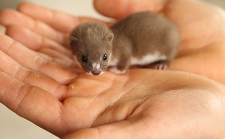 How could you not love a weasel?