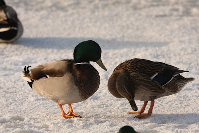 Christmas Quacker?