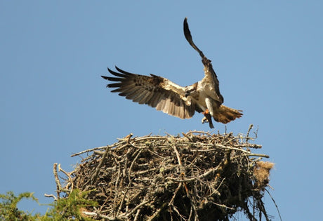 Watching Osprey