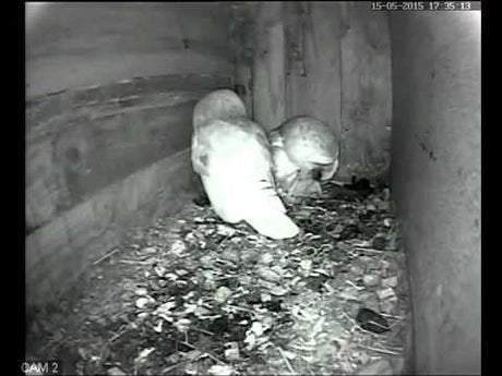 Barn Owl feeding Chicks: It's too big!