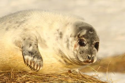 Seal-tastic