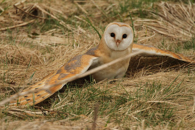 Barn Owl Beauty