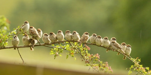 How I turned my garden in to a haven for birds