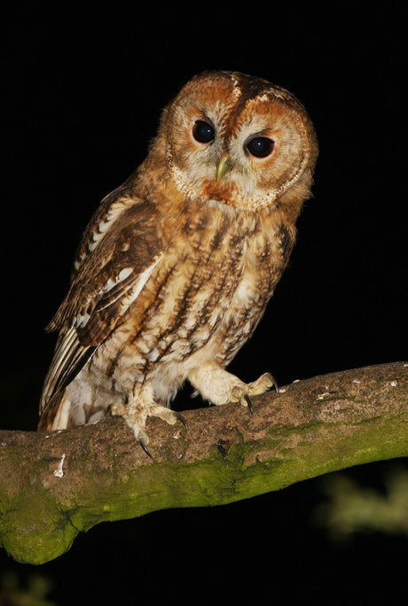 Tawny Owls: Tough Love