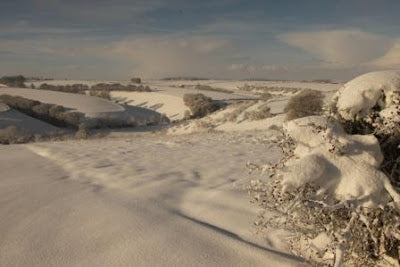 Snow Fun for Barn Owls