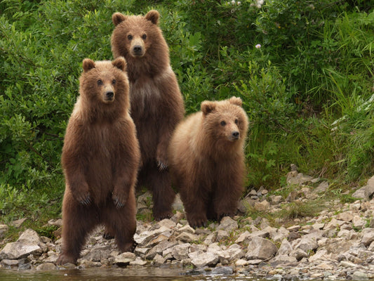 Film | The magic of wild Alaska