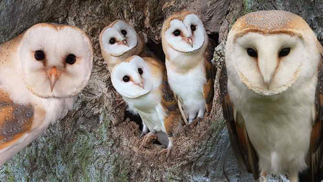 Film | Young barn owls: Life beyond the nest | Gylfie & Dryer