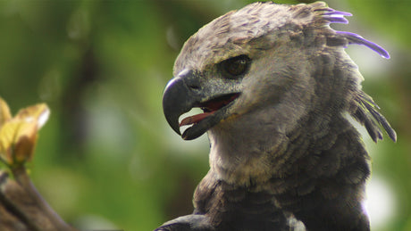 Searching for giant harpy eagles in Panama