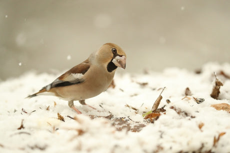 How I got close-up shots of one of the hardest birds to spot: the hawfinch