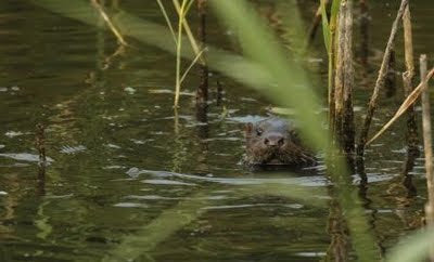 Otter watch.