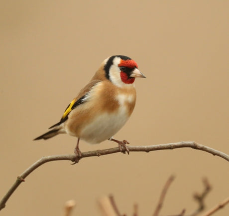 Rare birds flock outside my window thanks to the farmer next door.