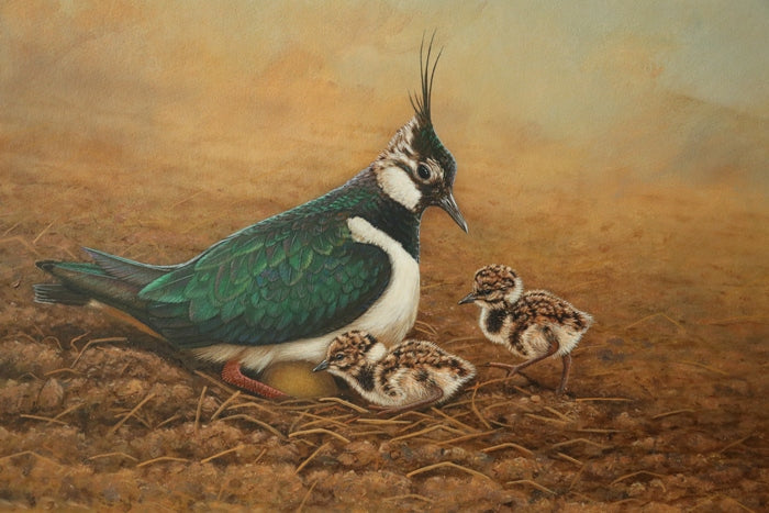 How a farmer's bid to save lapwings inspired new paintings