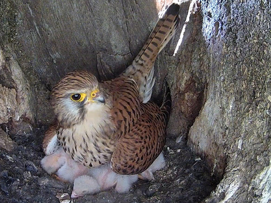 Film | Kestrel chicks all alone after mum disappears