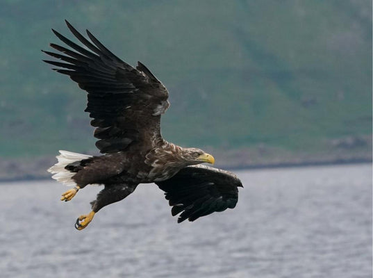 White-tailed eagles, seals & otters: Scotland's amazing wildlife