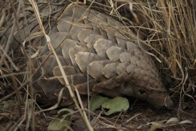 A Pangolin