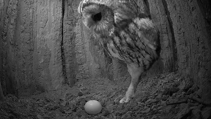 Film | Tawny owl's whistle as she lays 1st egg of season | Luna & Bomber