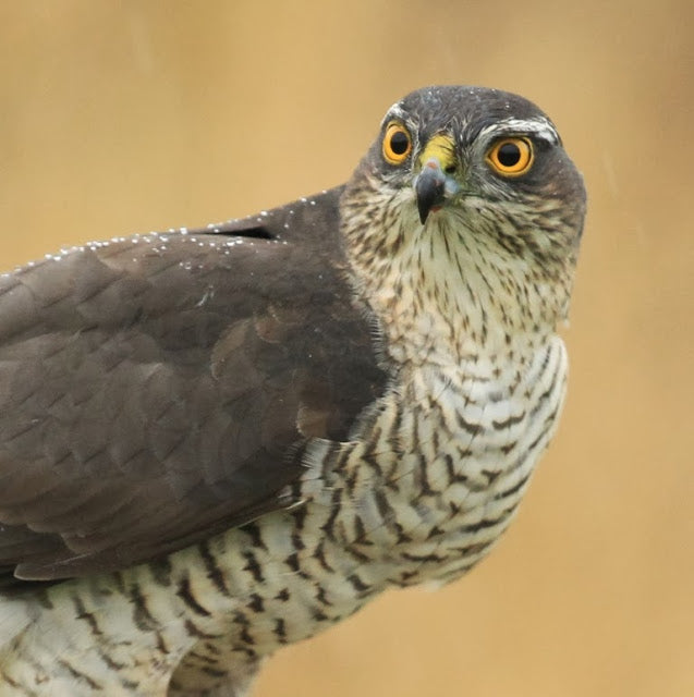 Sparrowhawks: Love or Hate?