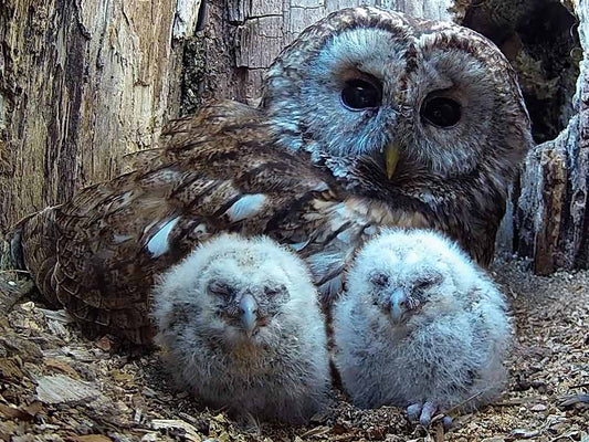 Film | Wild tawny owls adopt 6 orphaned owlets | Full story of Bomber & Luna