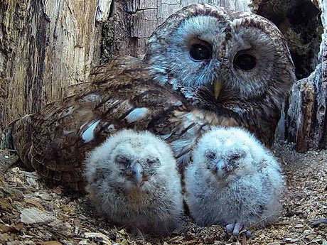 Film | Wild tawny owls adopt 6 orphaned owlets | Full story of Bomber & Luna