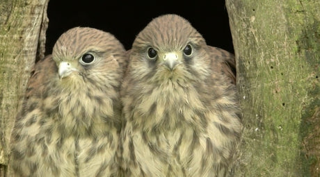 Highlights from the Fotherdale kestrel nest | 2020