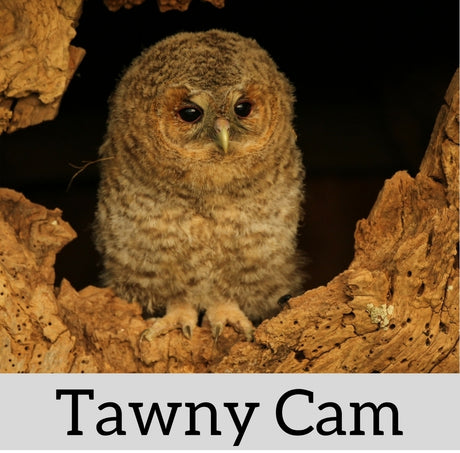 2018 - Follow the story of this pair of Tawny Owls on this Nest Camera