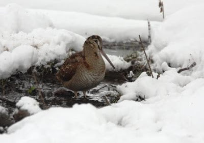 Woodcock Viewing