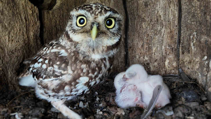 Film | Three tiny little owl chicks hatch | Discover wildlife