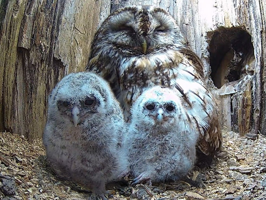 Wild tawny owl adopts chicks after her own eggs fail