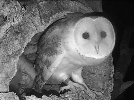 Film | Barn owl fledges then gets knocked by tawny owl | Gylfie & Dryer