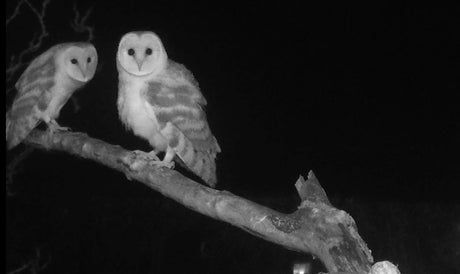 Film | Sibling Barn Owl Chicks Stay Close | Gylfie & Dryer