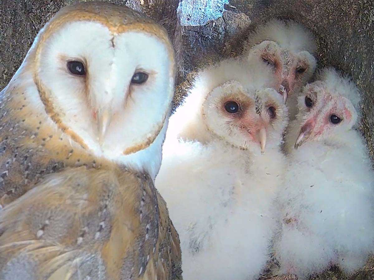 Barn Owl Chicks Thrive Despite Their Clueless Dad