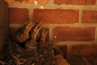 Blackbirds Fledge