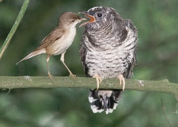 Nature's most notorious trickster - The cuckoo!