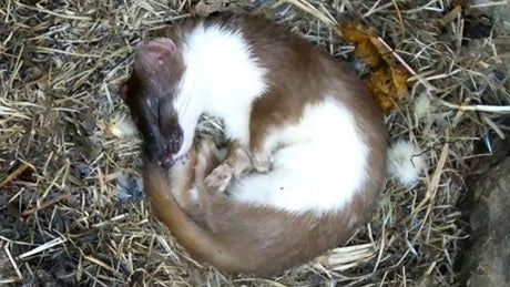 Film | Sleepy stoat takes 17 hour nap | Discover wildlife