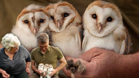 Film | Barn owl chicks' develop extraordinary bond | Gylfe & Dryer