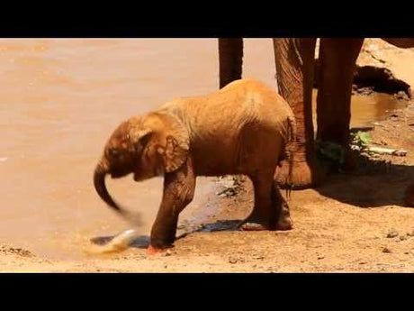 A Famous Baby Elephant