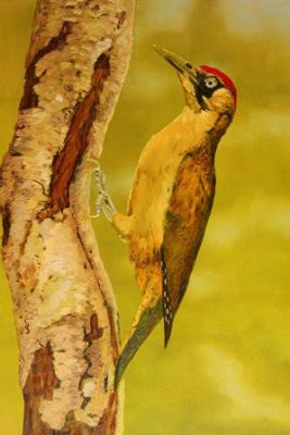 Green Woodpecker