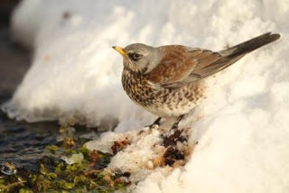 Field Fare Frenzy